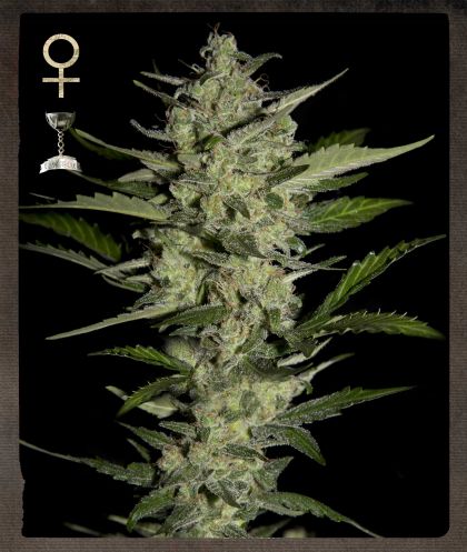 An image of Flowerbomb Kush