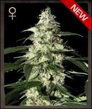 An image of Skunk Autoflowering