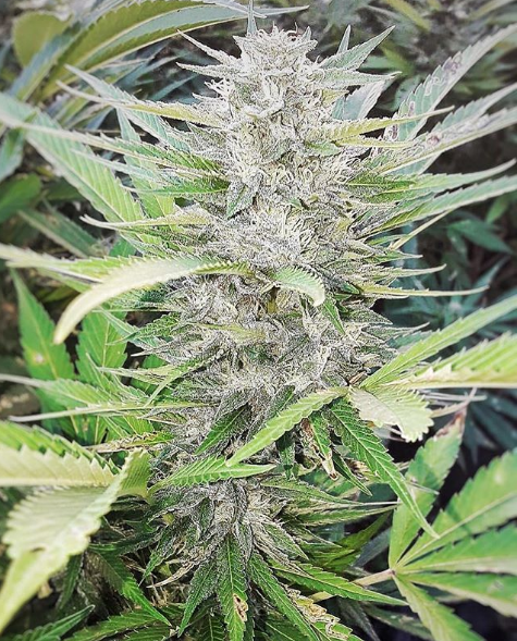 An image of New Cookies
