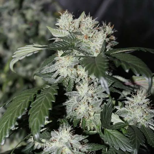 An image of Vanilla Hashplant