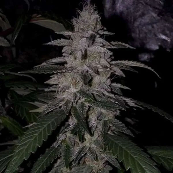 An image of Hippy Vibez
