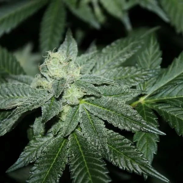 An image of Chem Killerz