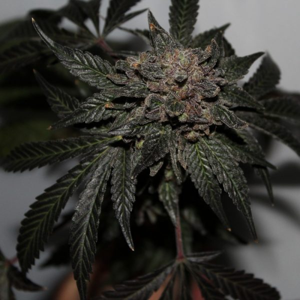 An image of Afghani Bouquet