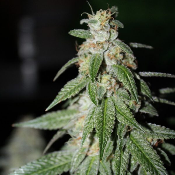 An image of Cuban Black Skunk
