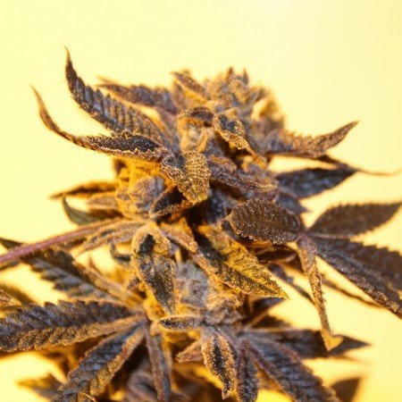 An image of Mind Ripper