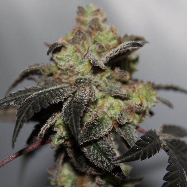 An image of Skunk Soakerz