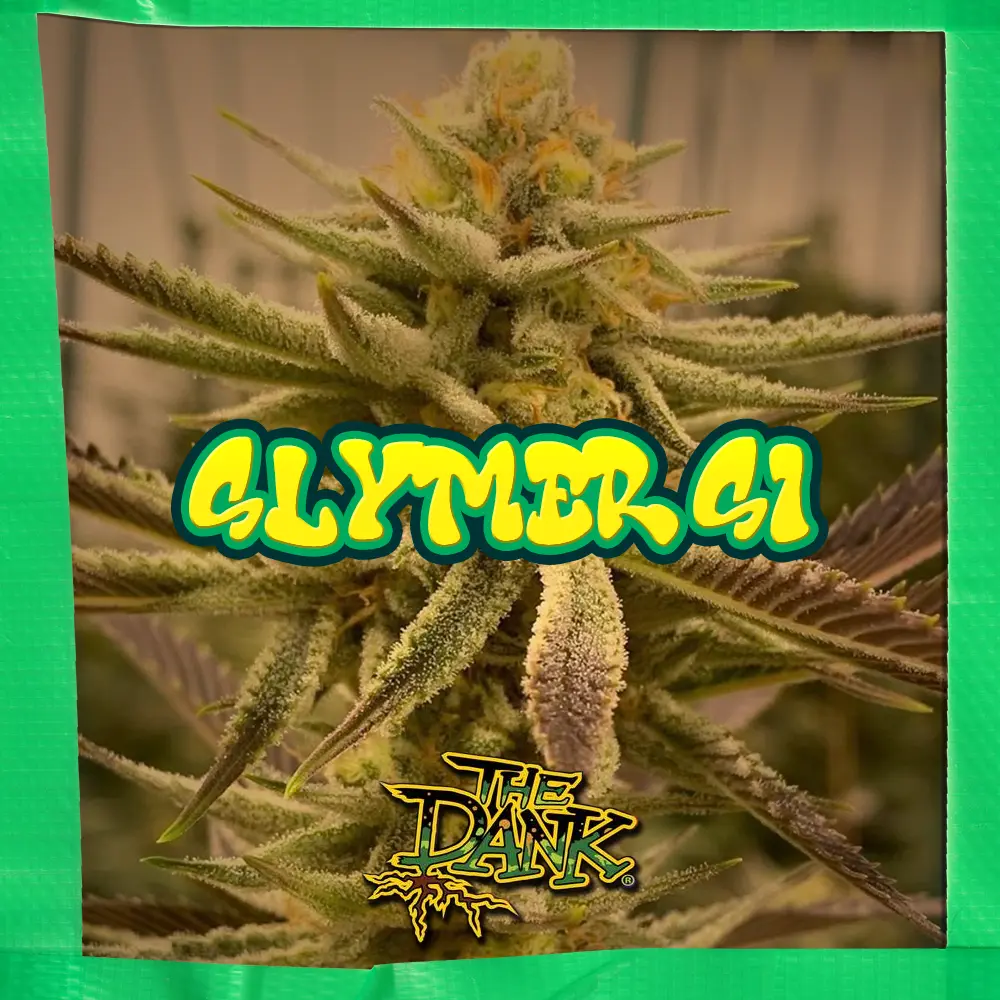 An image of Slymer S1