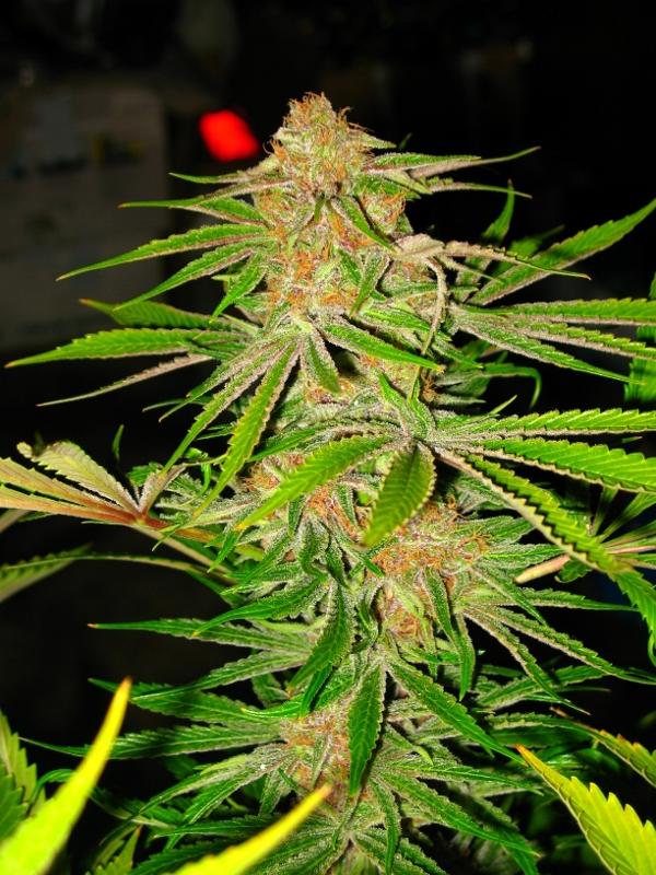 An image of Ace of Spades