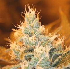 An image of Astro Queen