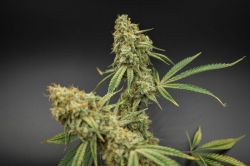 An image of Banana Jack OG