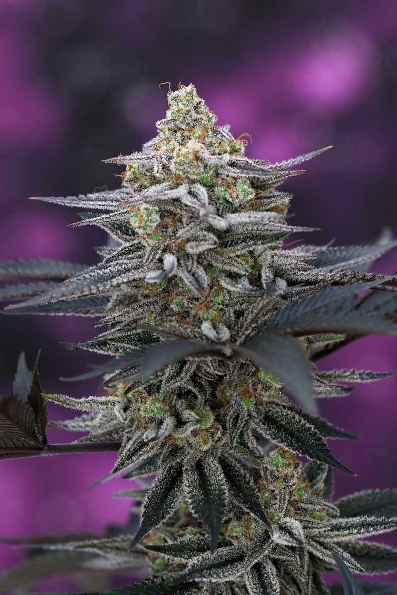 An image of Cherrygasm