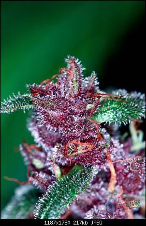 An image of Double Purple Doja