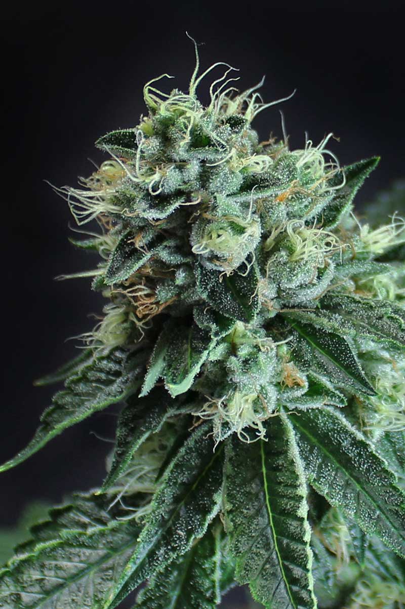 An image of Jesus OG