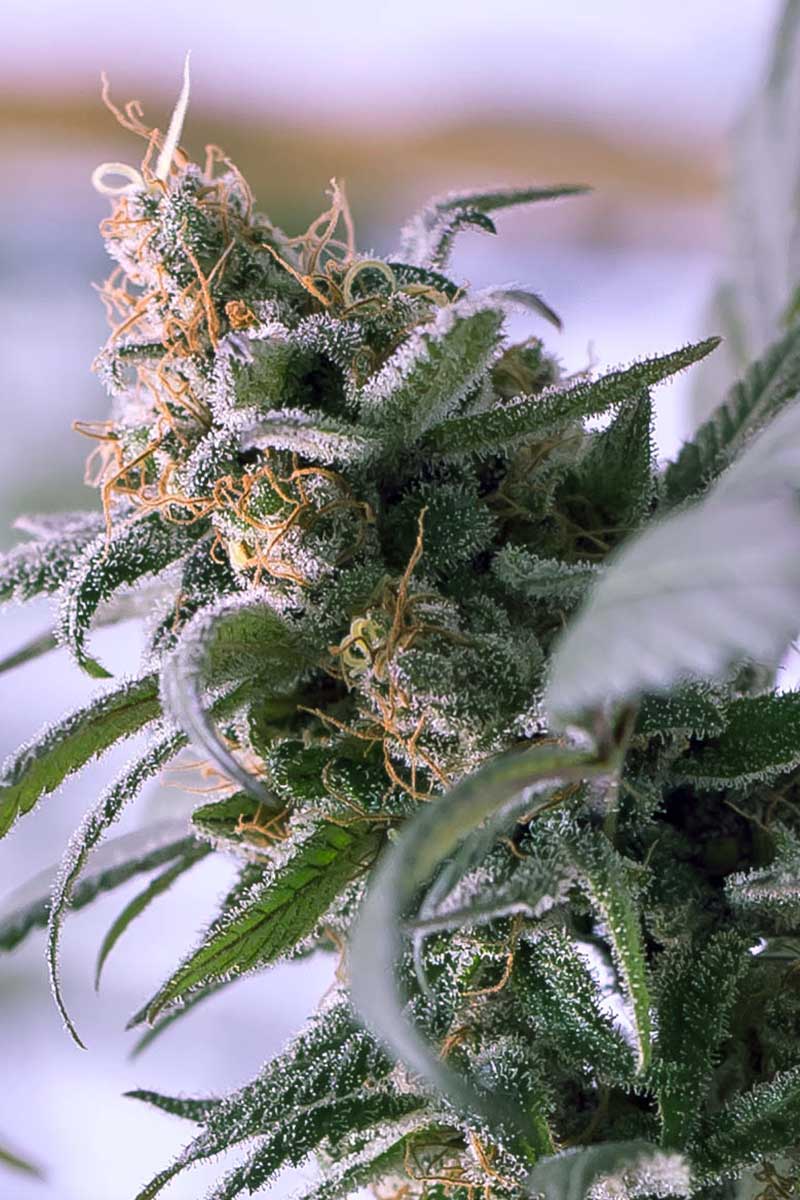 An image of Lemon Stilton