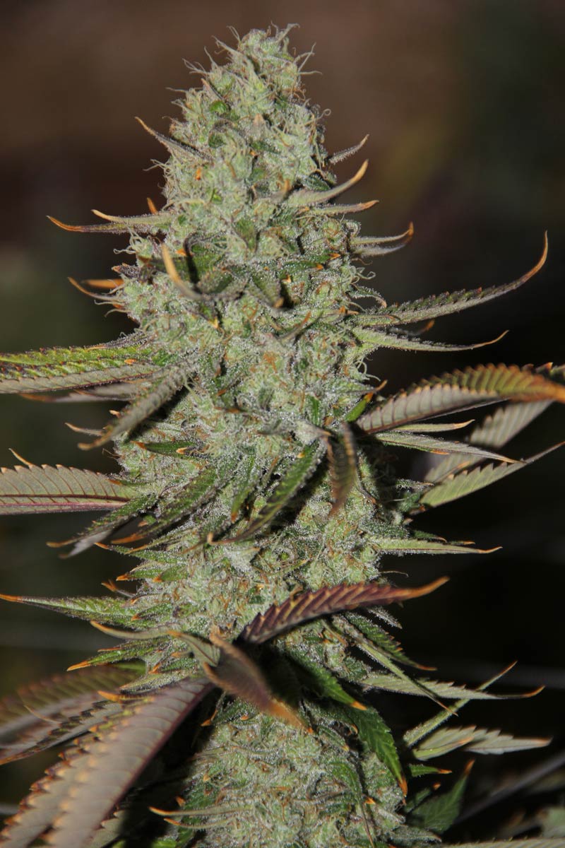 An image of Marionberry Kush
