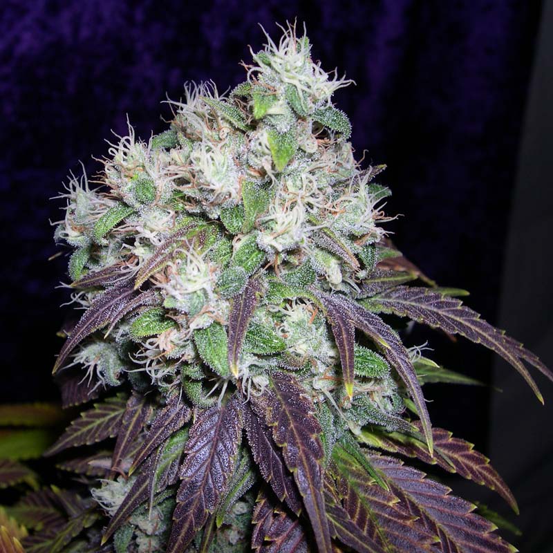 An image of Neon Super Skunk