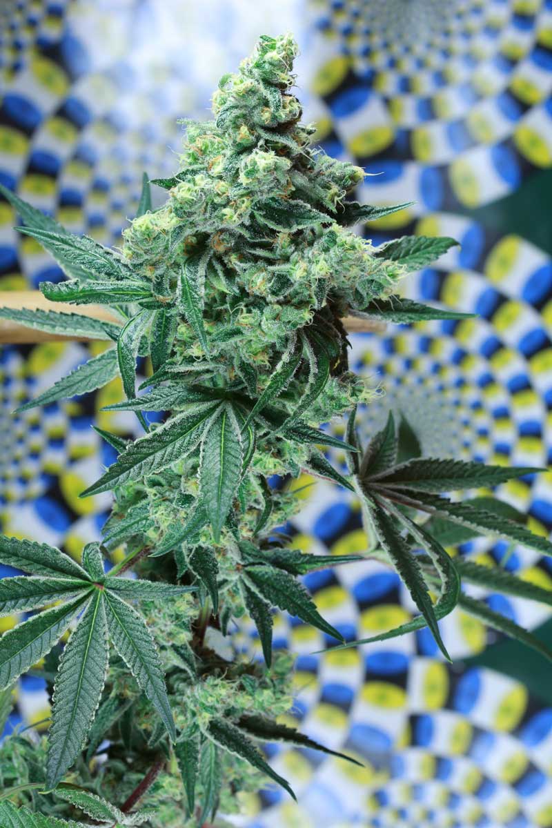 An image of Quantum Kush