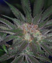 An image of Querkle