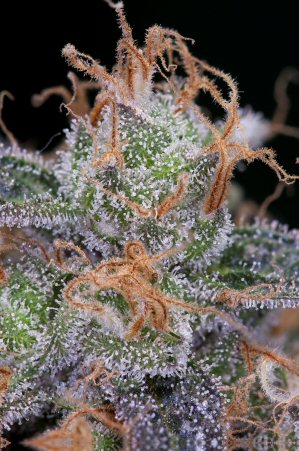 An image of Ripped Bubba