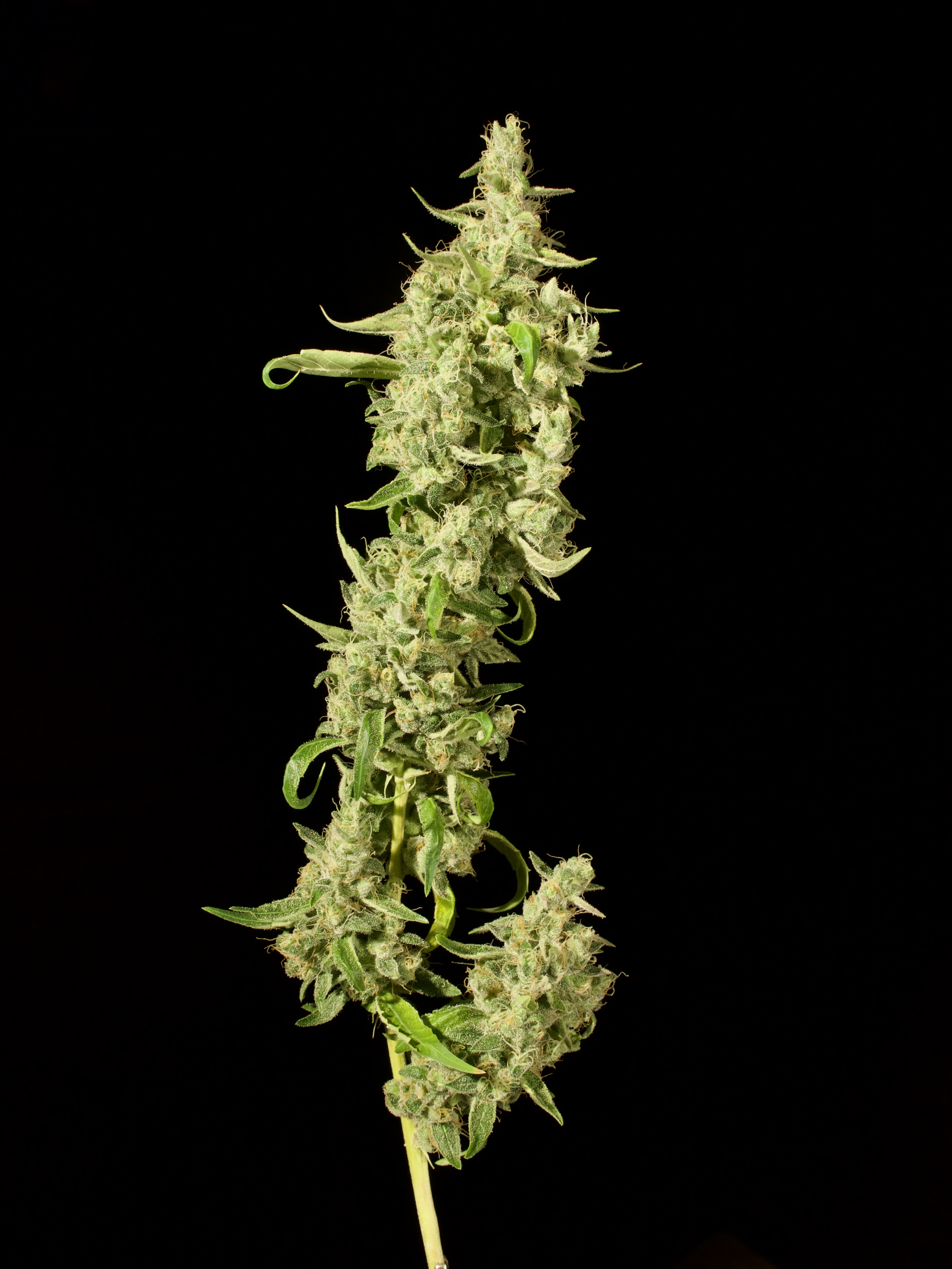 An image of Violet Haze