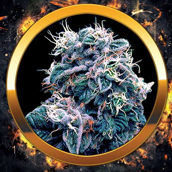 An image of Blueberry