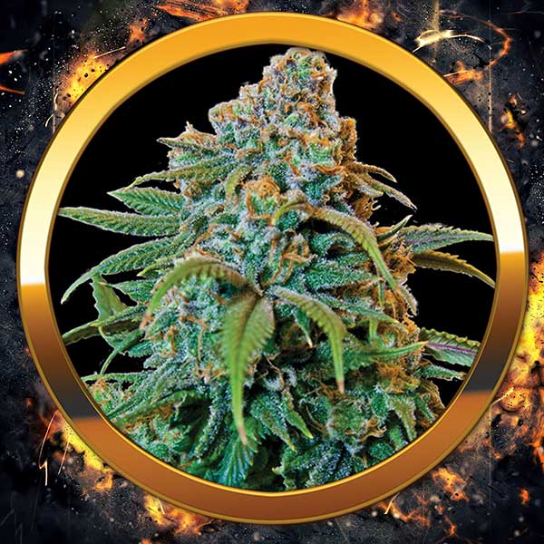 An image of Blueberry Auto