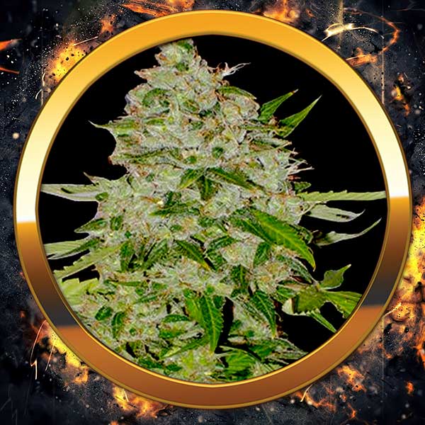 An image of White Widow