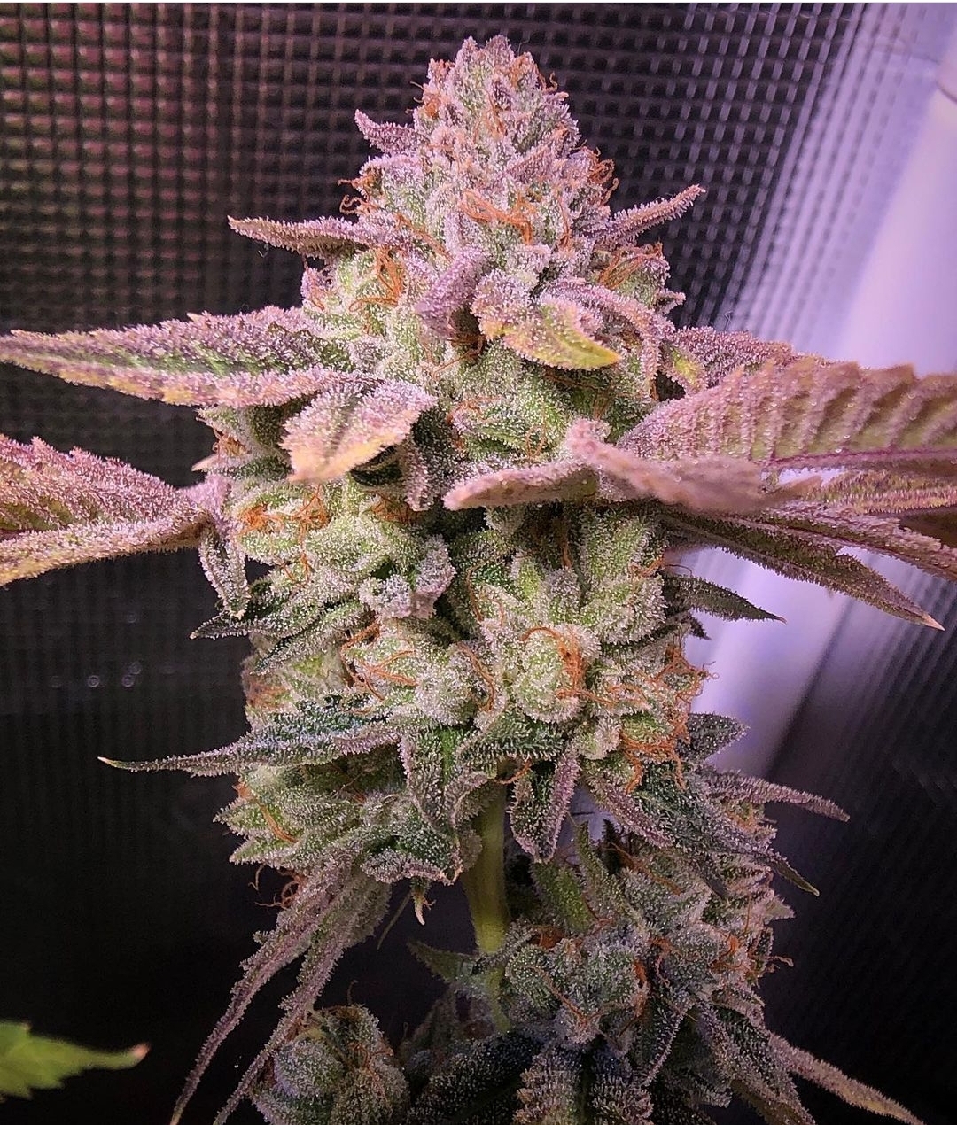 An image of Banana OZ