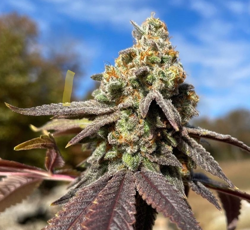 An image of Dosidos Stomper