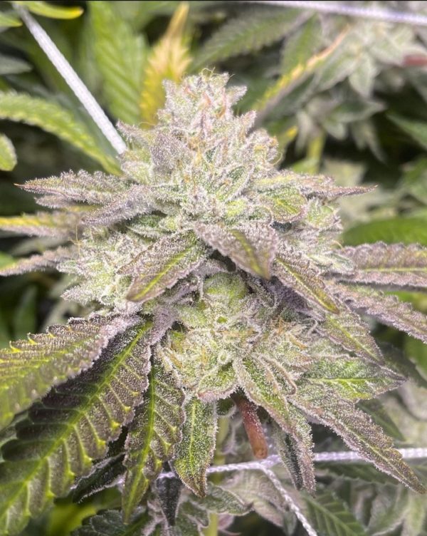 An image of Grape Stomper OG BX