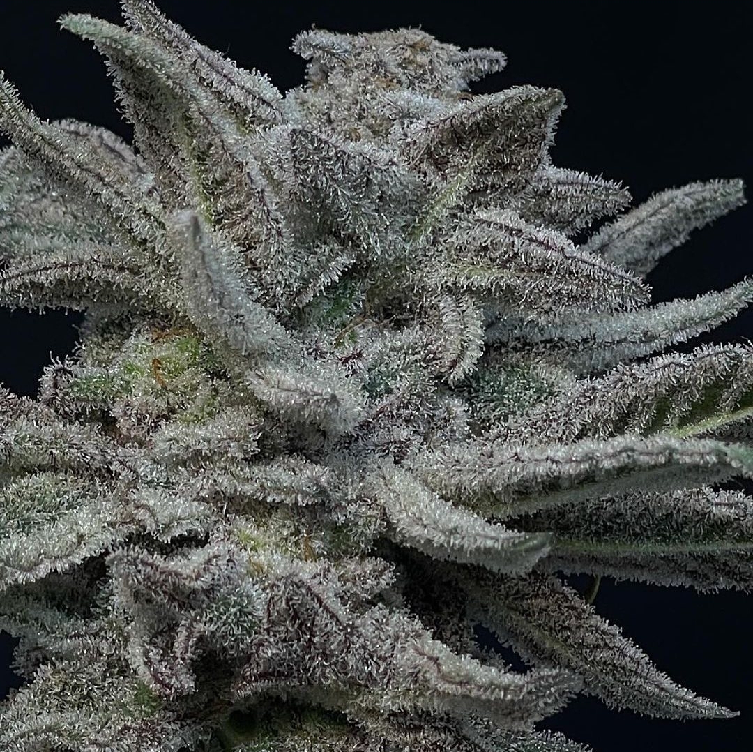 An image of Mac Stomper F2