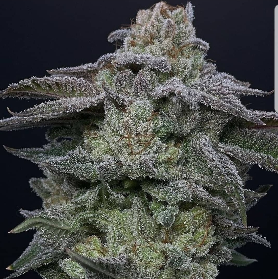 An image of Mac Stomper OZ
