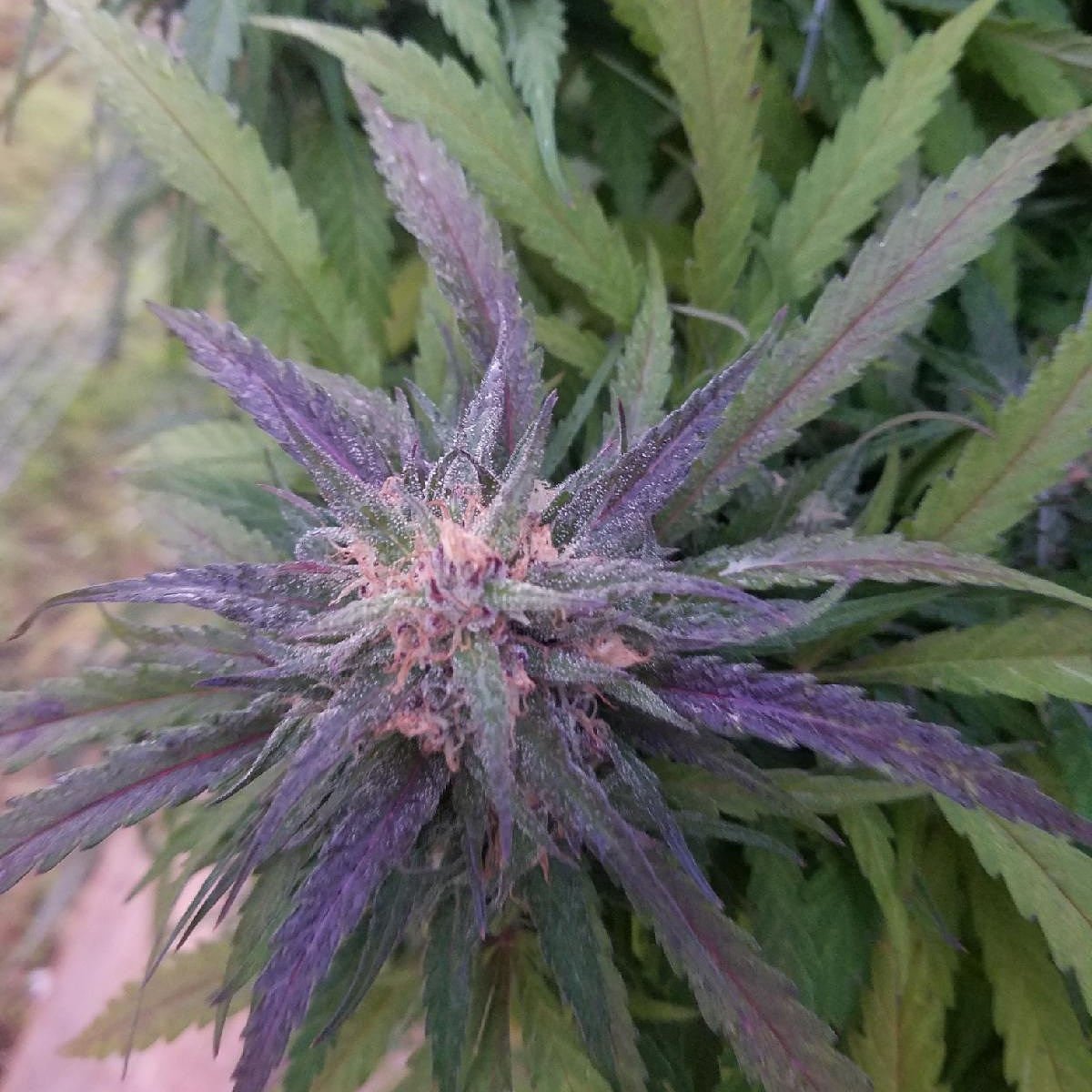 An image of RockyMountainCookies BX