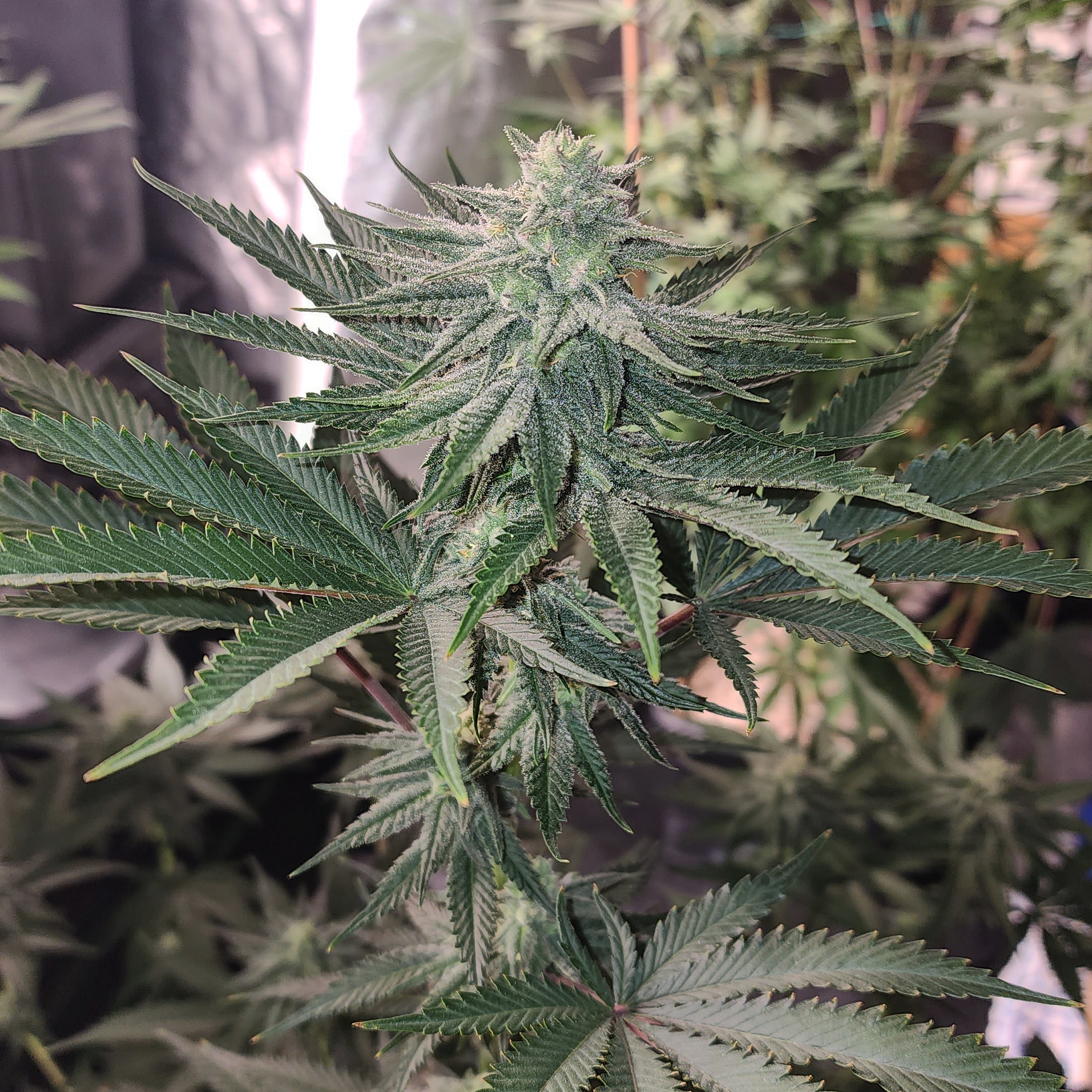 An image of A Plant Named Slickback