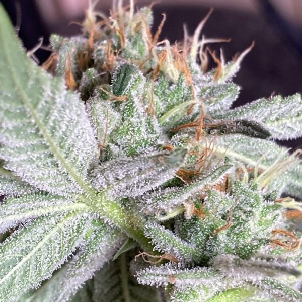 An image of Lime Gorilla Hashplant