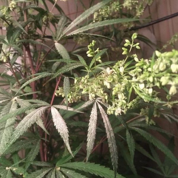 An image of Mango Lotus F2