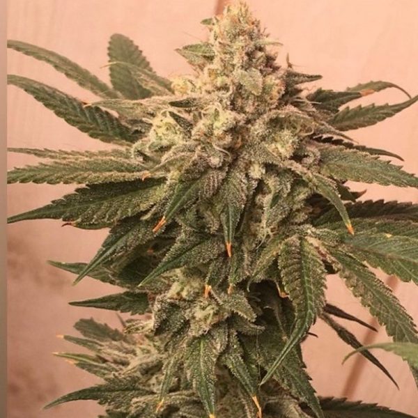 An image of Sunshine Daydream Bx