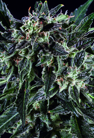 An image of Amnesia Haze x SCBDx