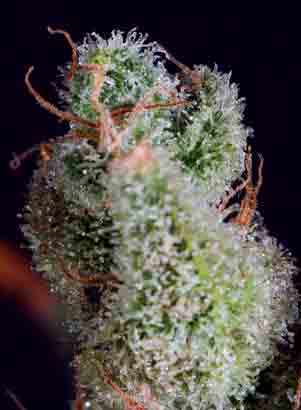 An image of Cheese x SCBDx