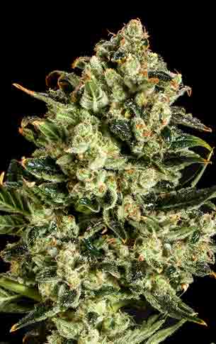 An image of Emerald Jack x SCBDx