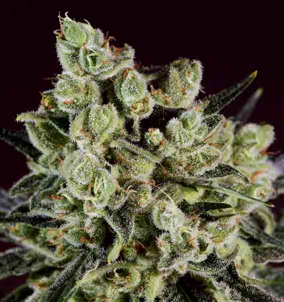 An image of Grapefruit x SCBDx