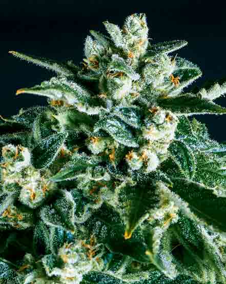 An image of Jack Herer x SCBDx
