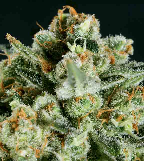 An image of Lemon Haze x SCBDx