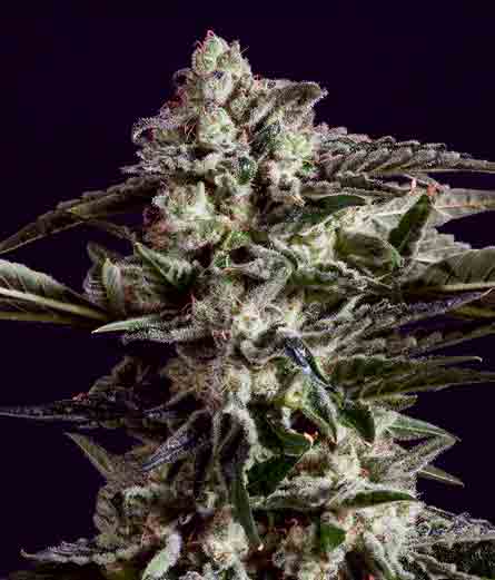 An image of New York City Diesel x SCBDx