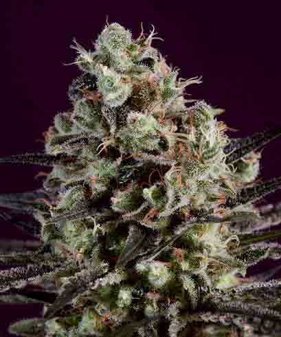An image of Royal Purple Kush x SCBDx