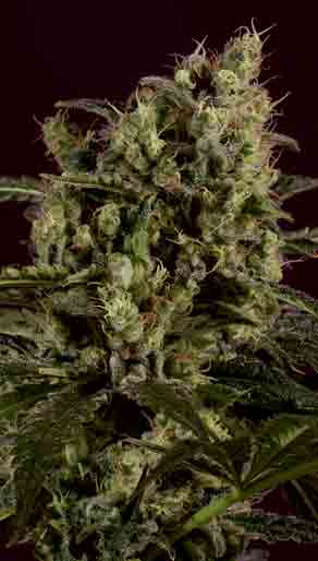 An image of Sage N Sour x SCBDx