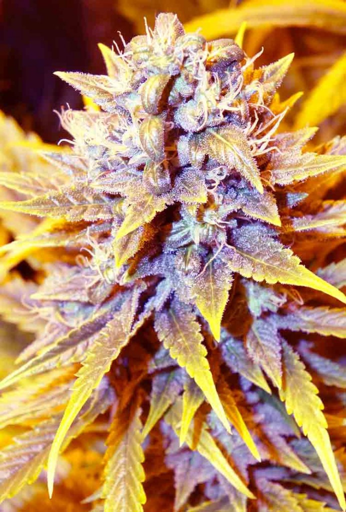 An image of San Francisco OG x SCBDx
