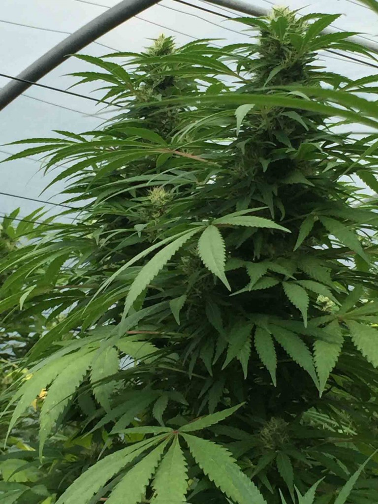 An image of Sweet Cheese x SCBDx
