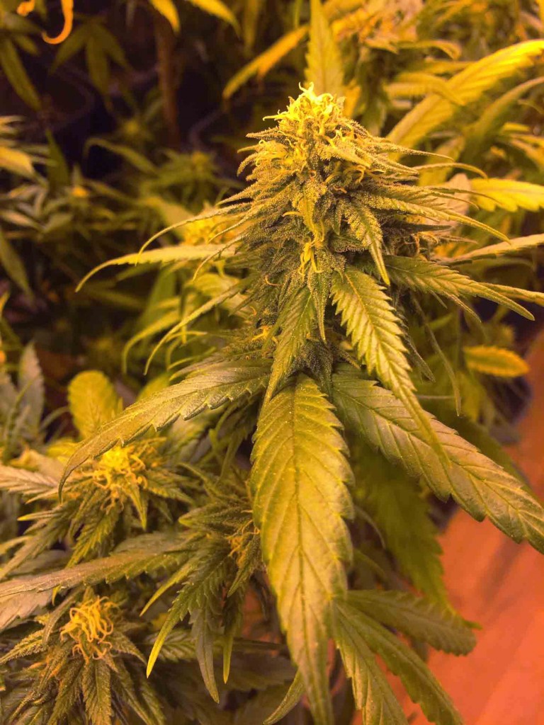 An image of White Widow x SCBDx