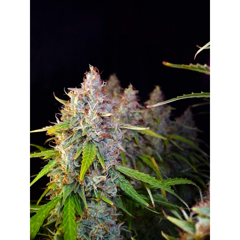 An image of Auto Purple OG Punch